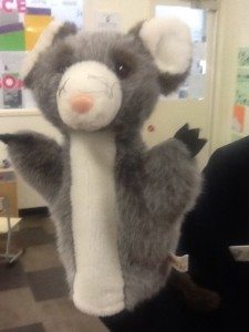 koala oct